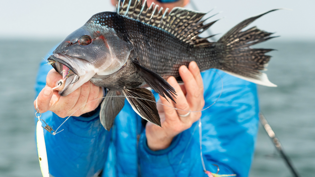 Best Albie Rods for Sea Bass & Tautog | Hogy Lures