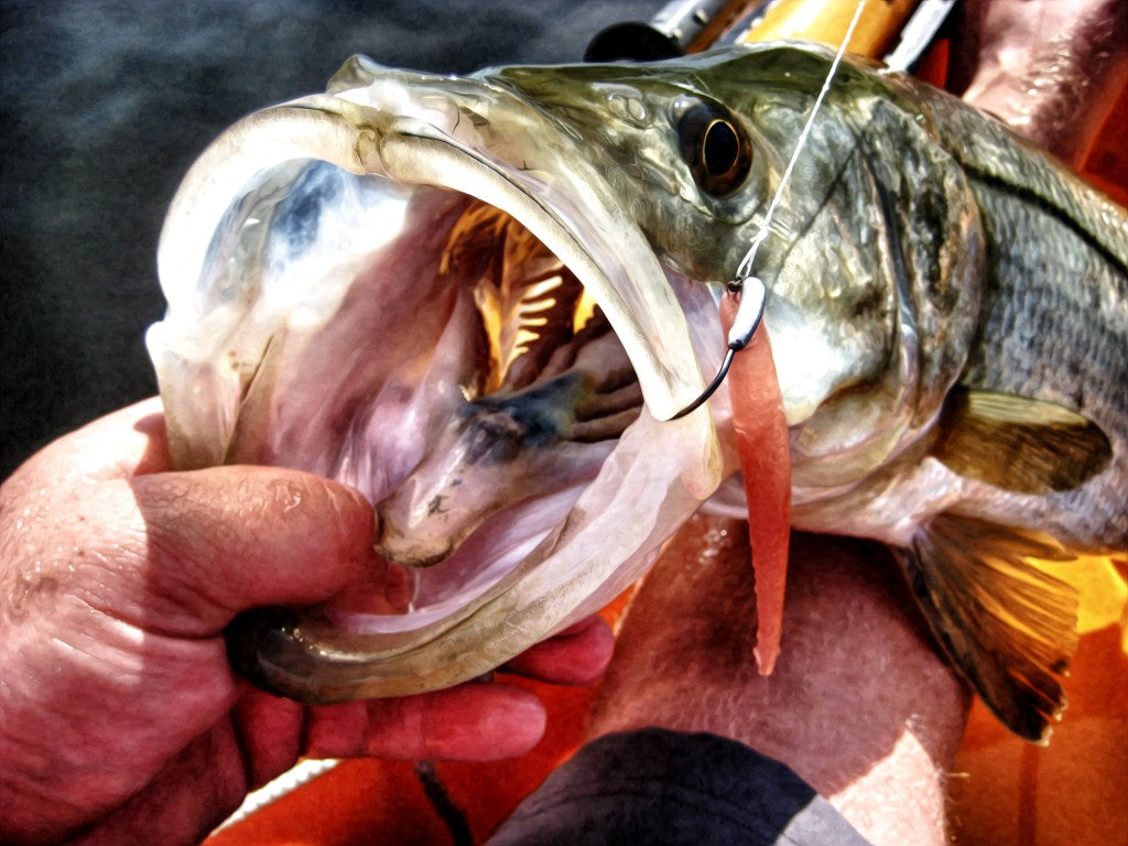 Three Tips for Fall Snook Fishing – Hogy Lure Company Online Shop