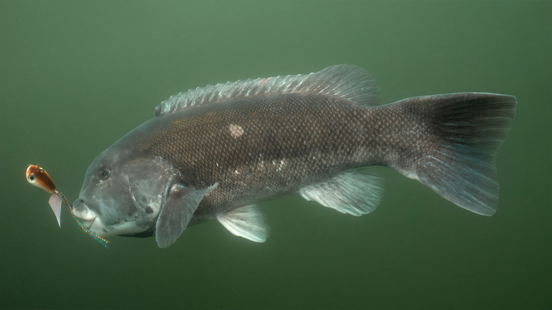 Cracking the Code: Early Tog in Buzzards Bay