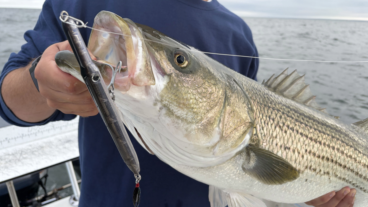 Capt. Mike's Guide to the Needle: Boat in the Wind, Fall Run, Migrating Fish