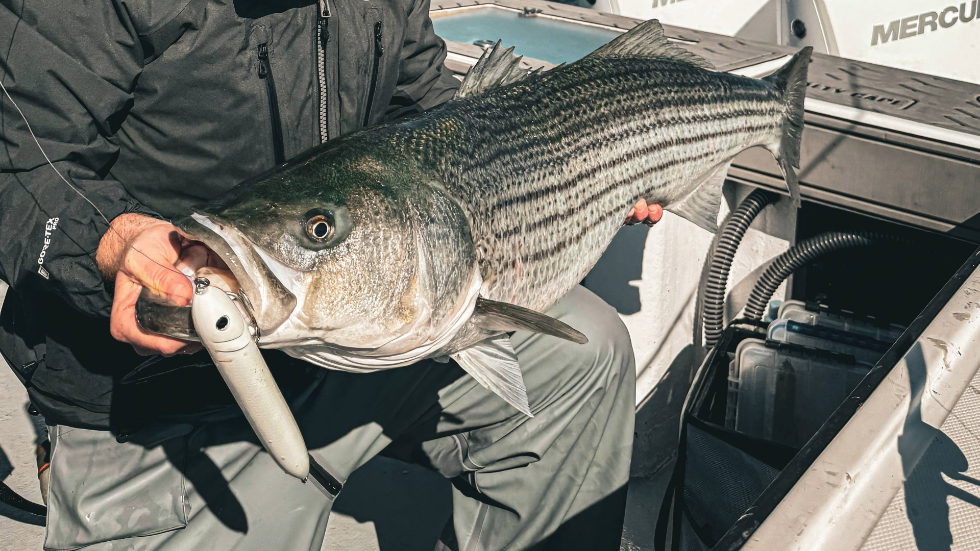 Five Ways To Keep Big Stripers Alive