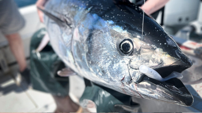 Cracking The Code: Light Tackle Bluefin - The Gully