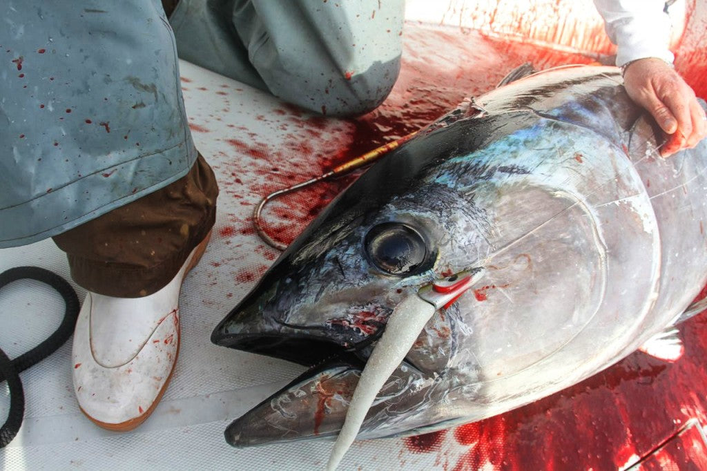 Q&A: Setting Up a Shimano Saragosa 2000 for Bluefin Tuna – Hogy Lure  Company Online Shop