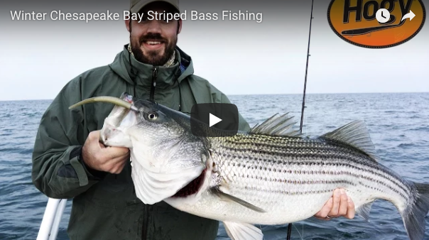 How-To: Winter Chesapeake Bay Striped Bass Fishing – Hogy Lure