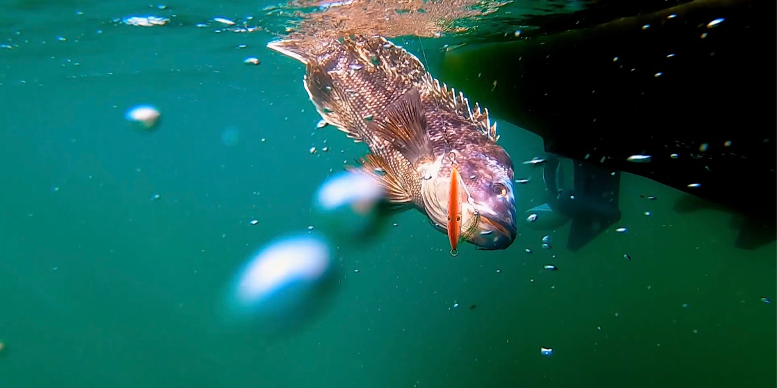 Cracking The Code: Seabass Gay Head / Devil's Bridge