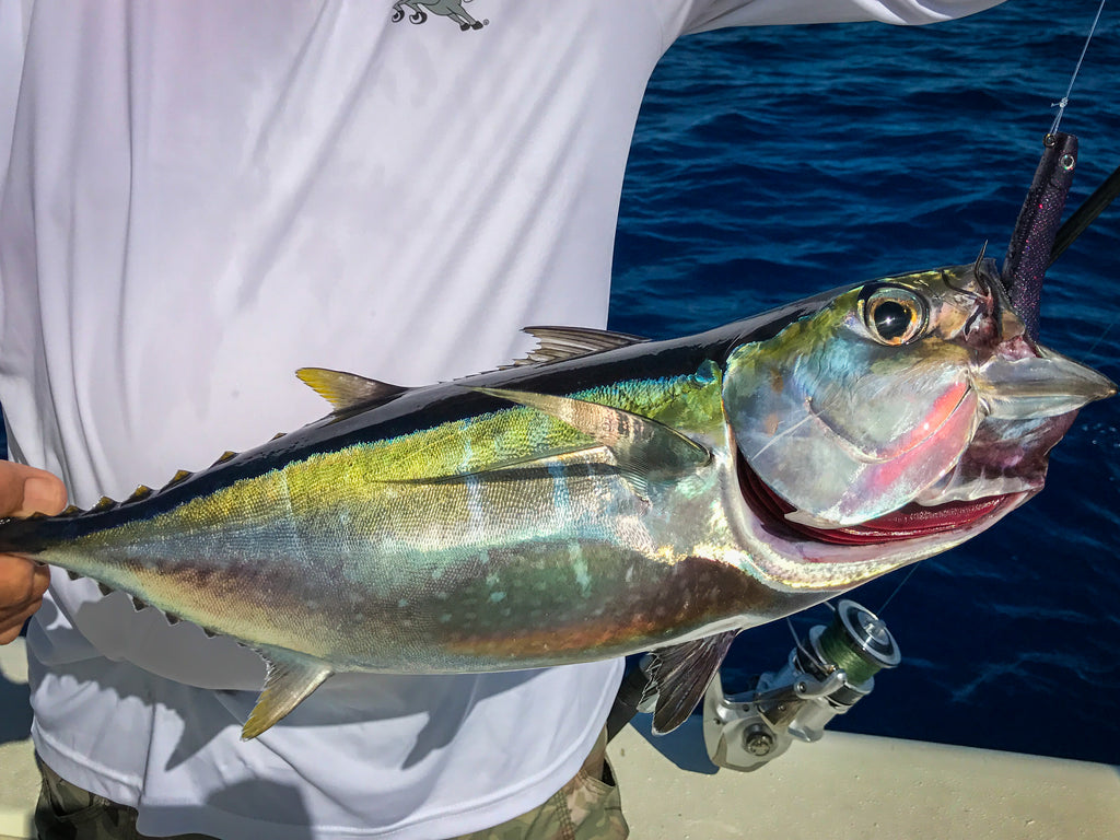 Q&A: Lures for Bahamas Yellowfin Tuna – Hogy Lure Company Online Shop