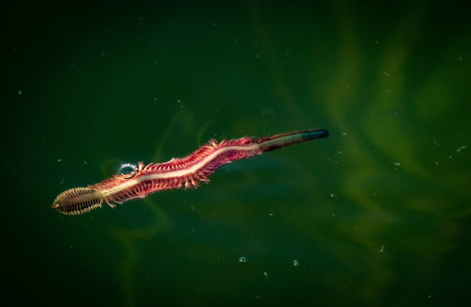 Striped Bass Fishing The Worm Hatch