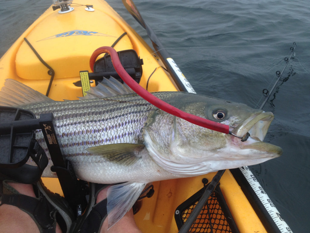 Best Tube and Worm Rods for Kayak Striped Bass Fishing – Hogy Lure Company  Online Shop