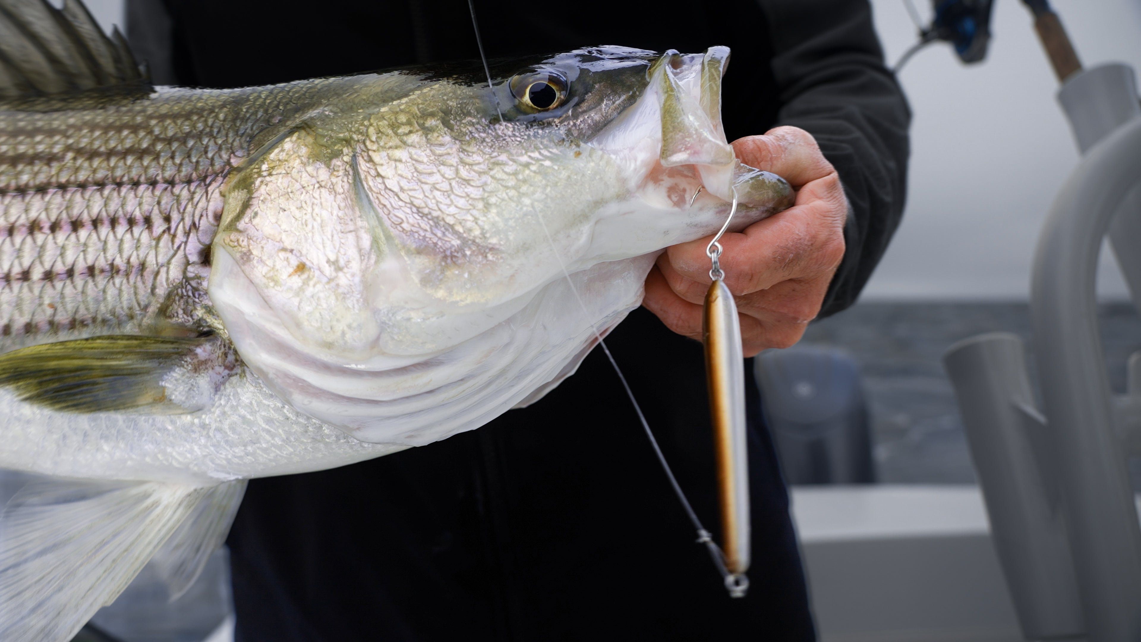 Finicky Striped Bass | Micro Bait | Surface Erasers