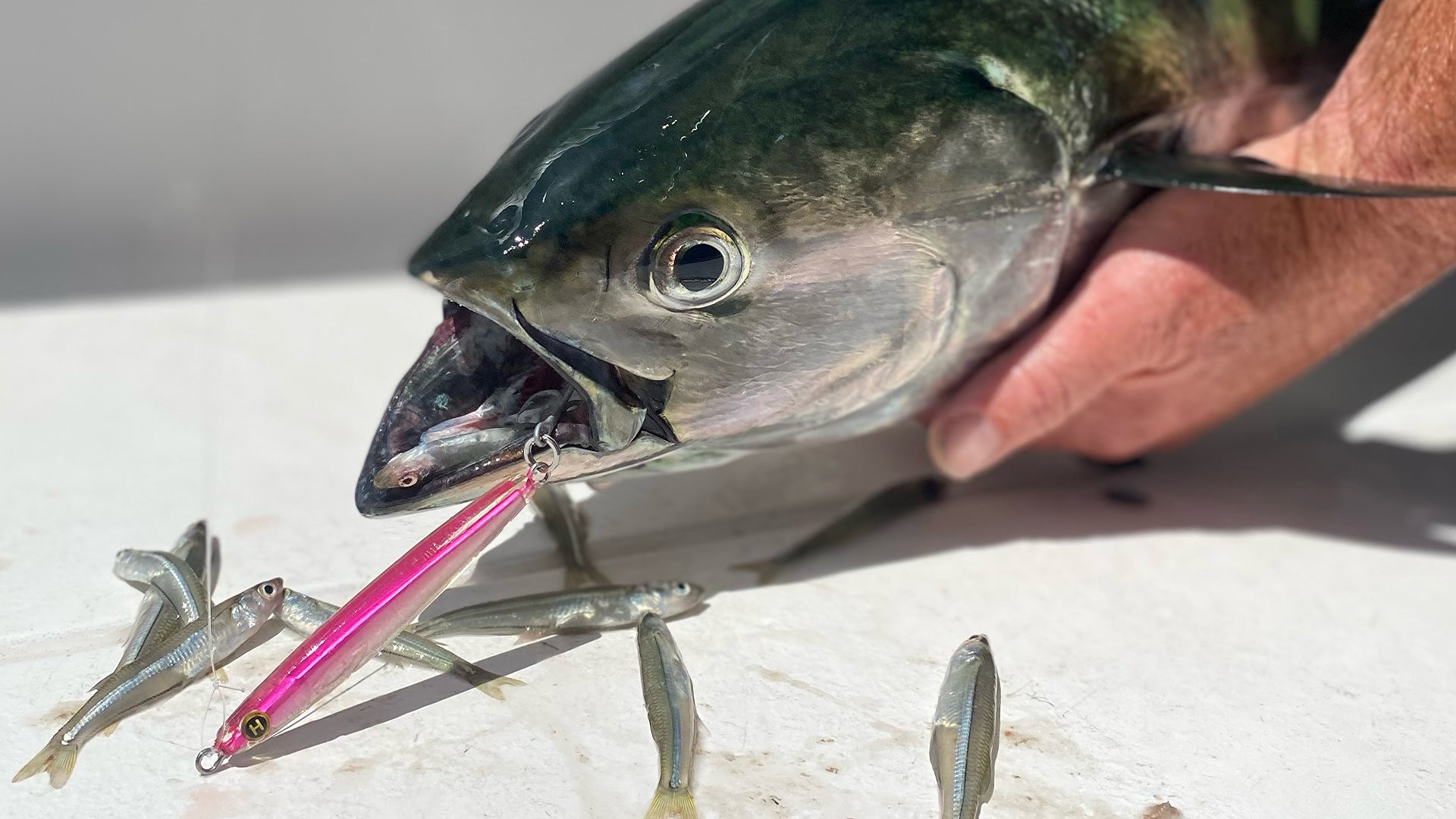 Albie Fishing 101 | Hogy Albie Playbook
