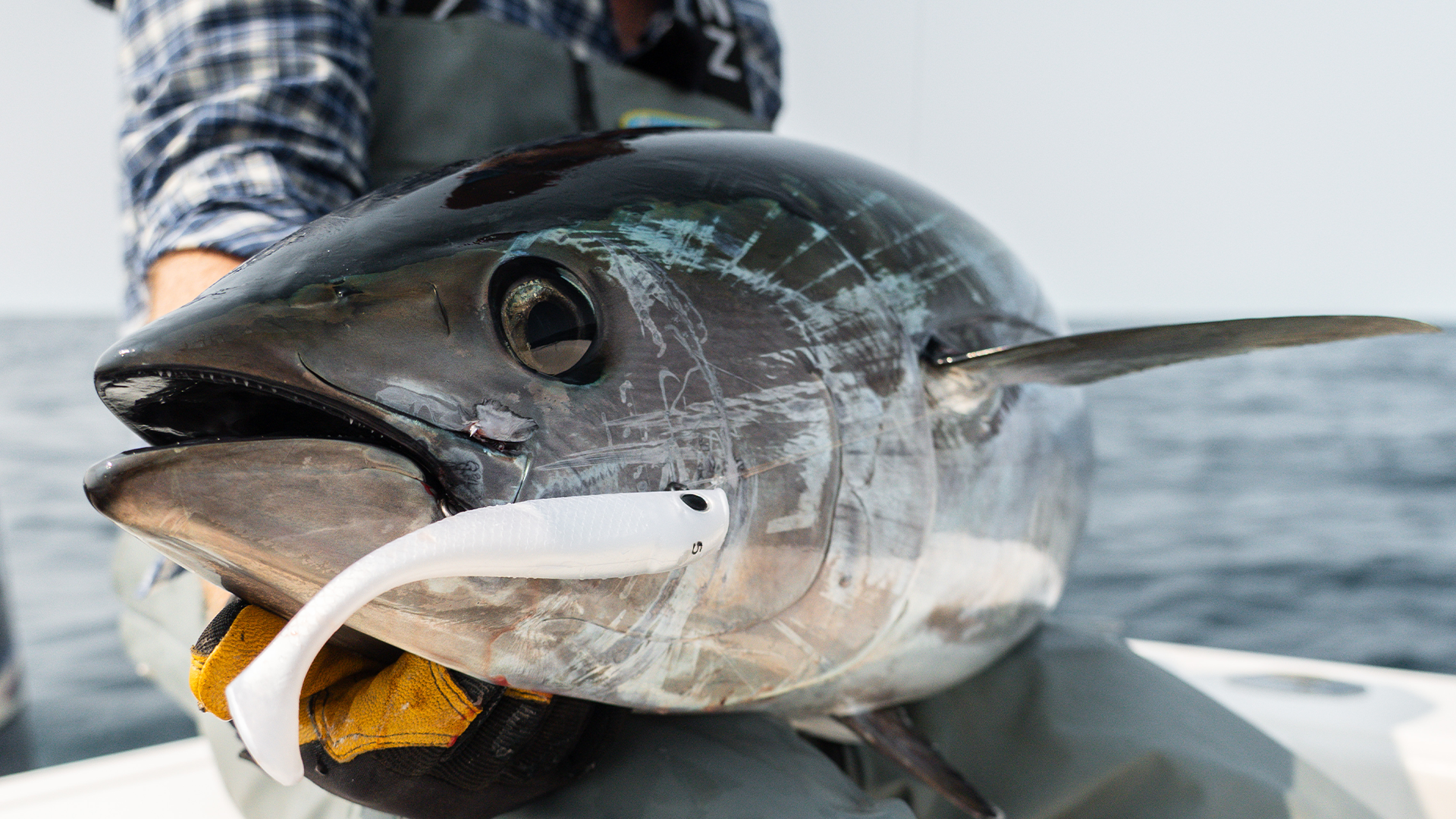Bluefin Tuna Slow Jigging Swimbaits