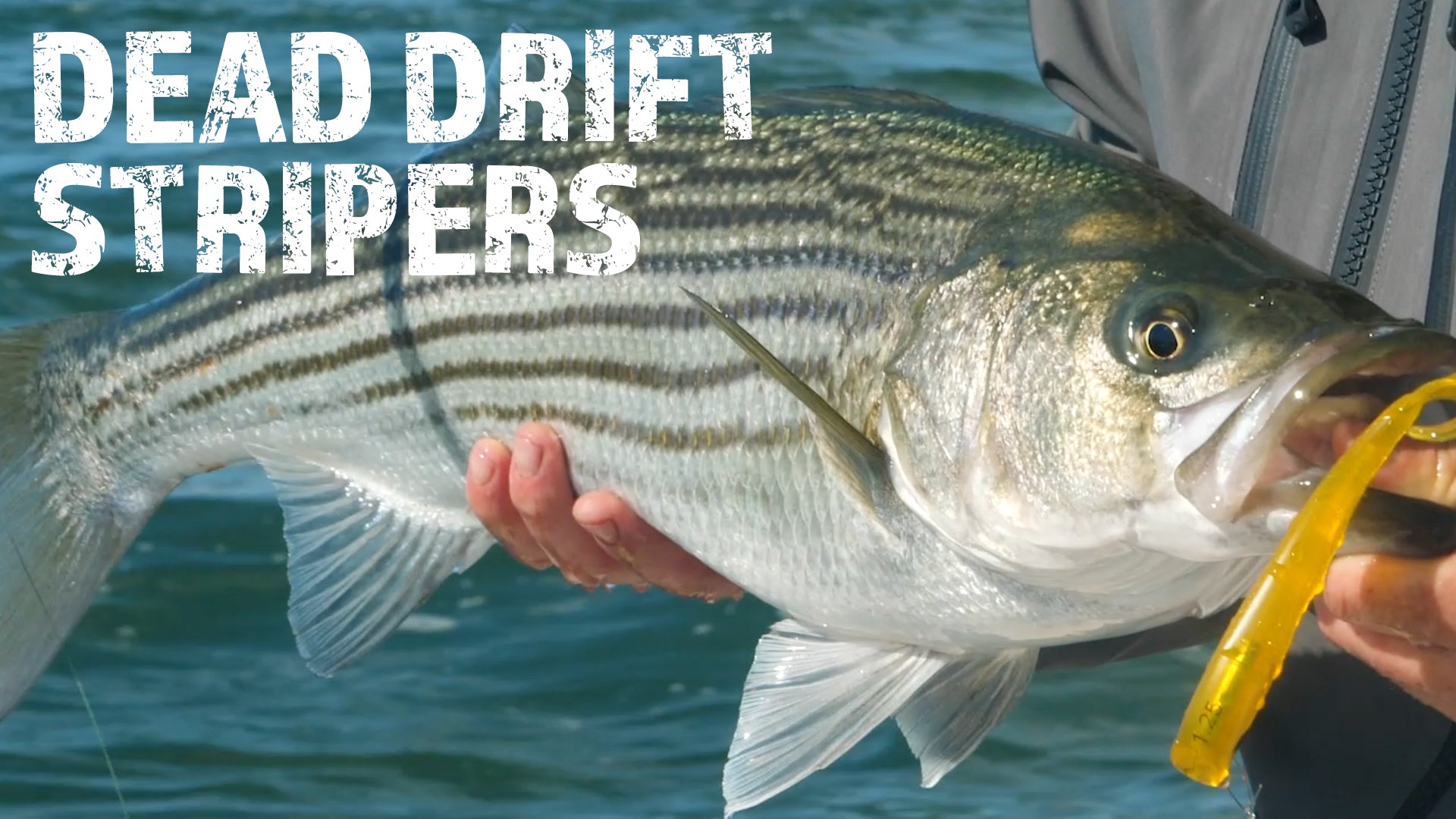 Dead Drift Slowtails For Stripers