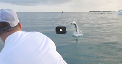 Video: Deepwater Beach Tarpon
