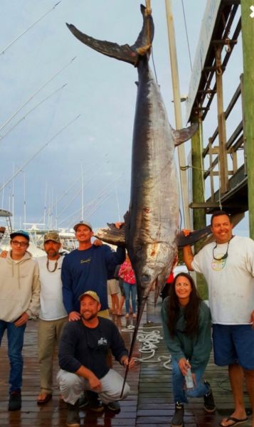 528lb Swordfish - Daytime Deep Dropping Hogy Swordfish Eels Oregon Inlet