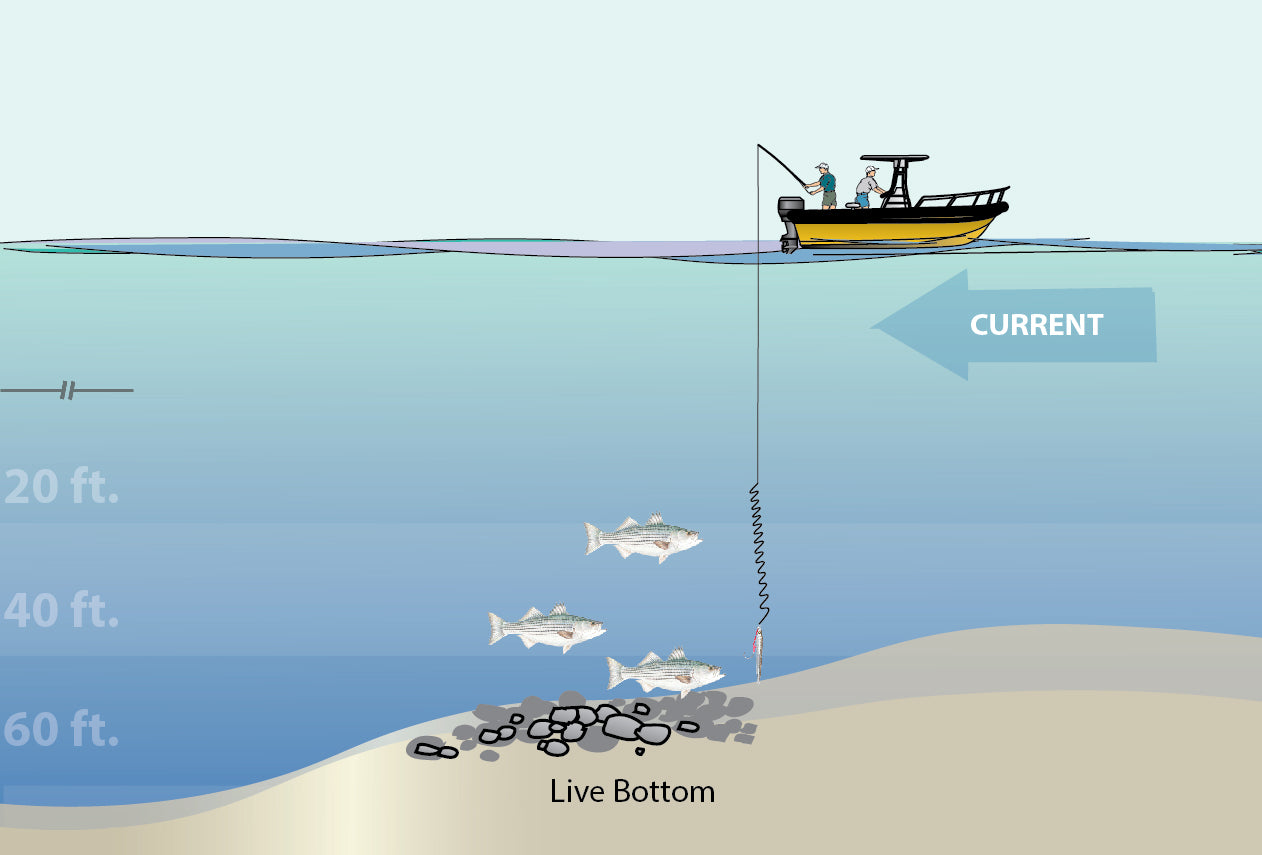 Striper Search & Drop Jigging