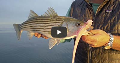 Video: Leadcore Jigging for Stripers in the Rips