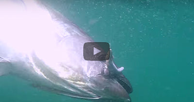Light Tackle Tuna Trolling on Spinning Tackle