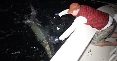 Video: Miami Tarpon