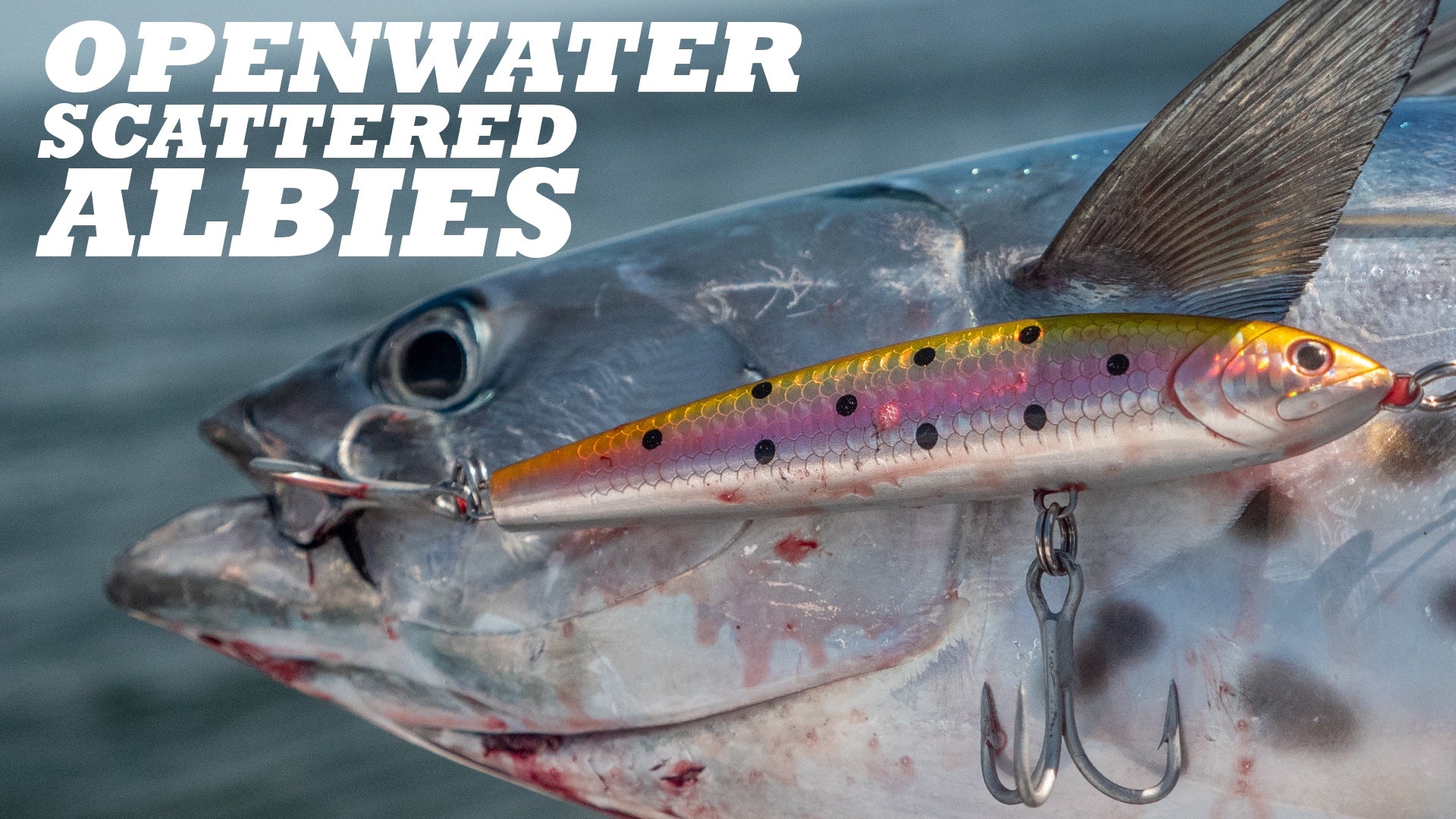 Open Water Scattered Albies