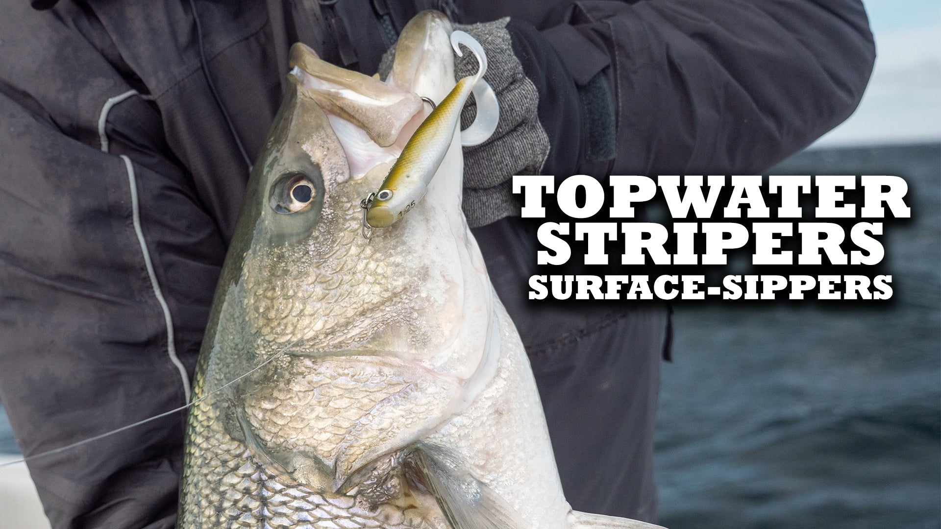 How-To: Slowtails For Finicky Surface Sipping Stripers