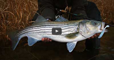 Video: Salt Pond Stripers