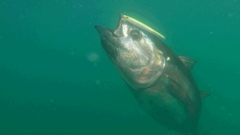 System Rods: Offshore