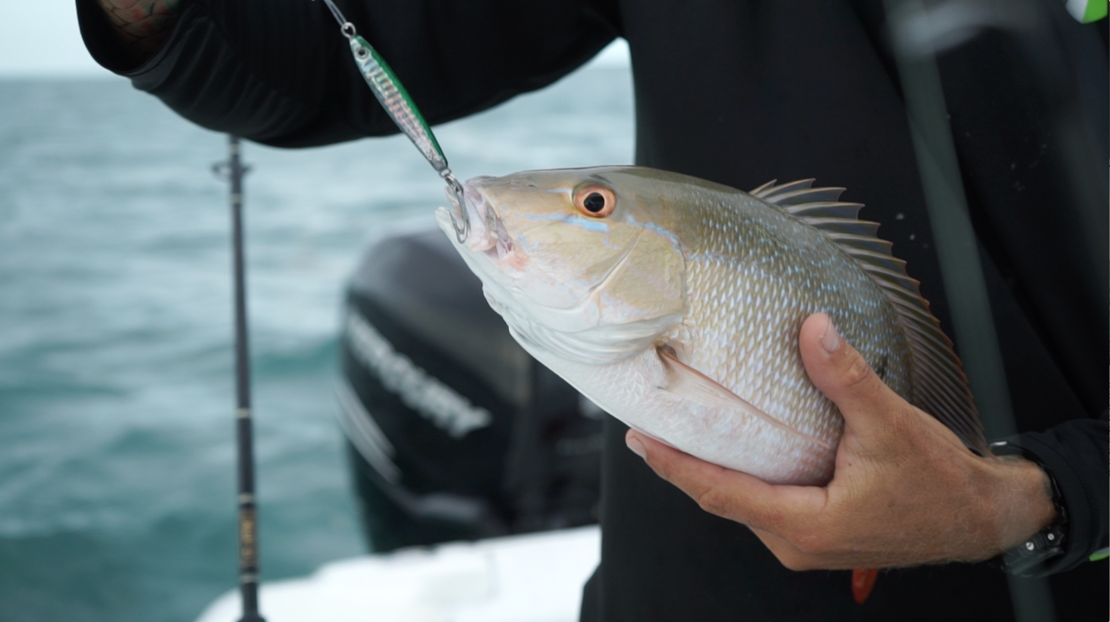 Video: Patch Reef Mutton Snapper