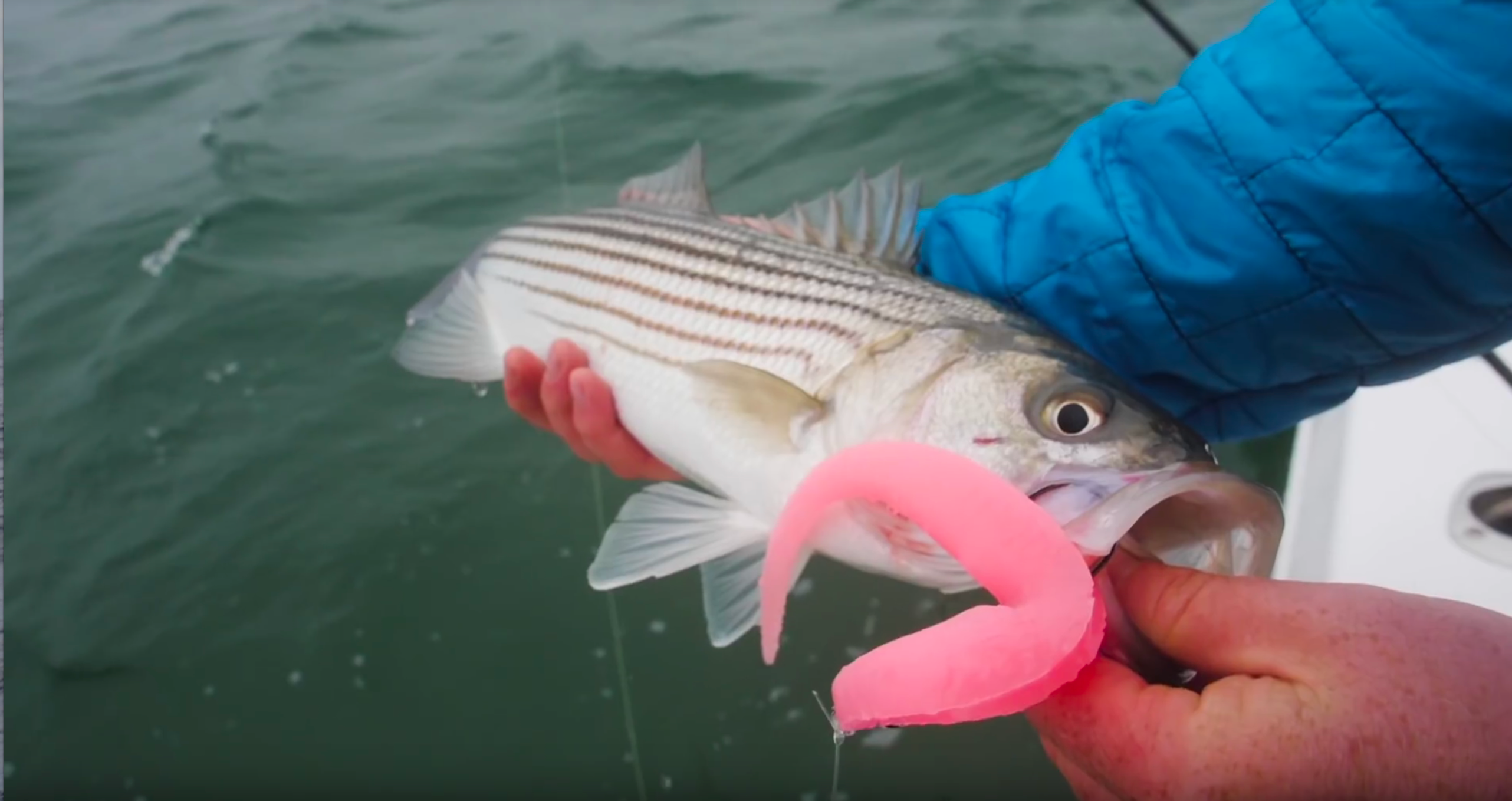 Video: Swinging Rips for Striper