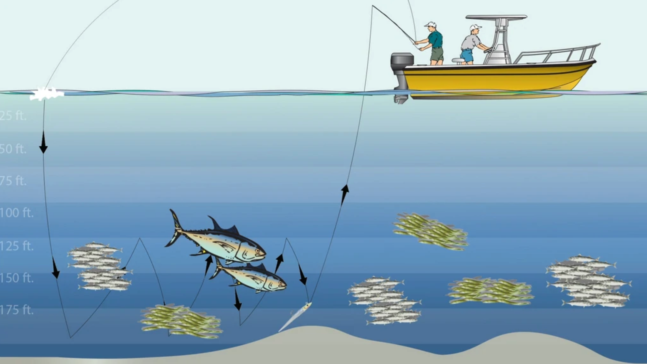 TUNA SEARCH AND DROP JIGGING