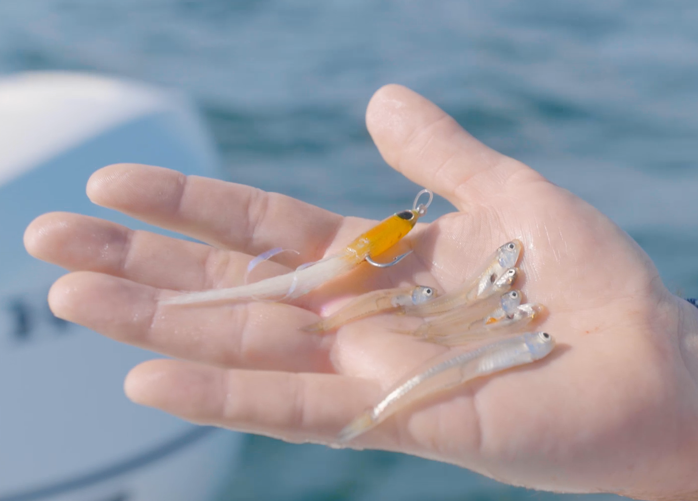 Fly Fishing for False Albacore | Hogy Epoxy Fly