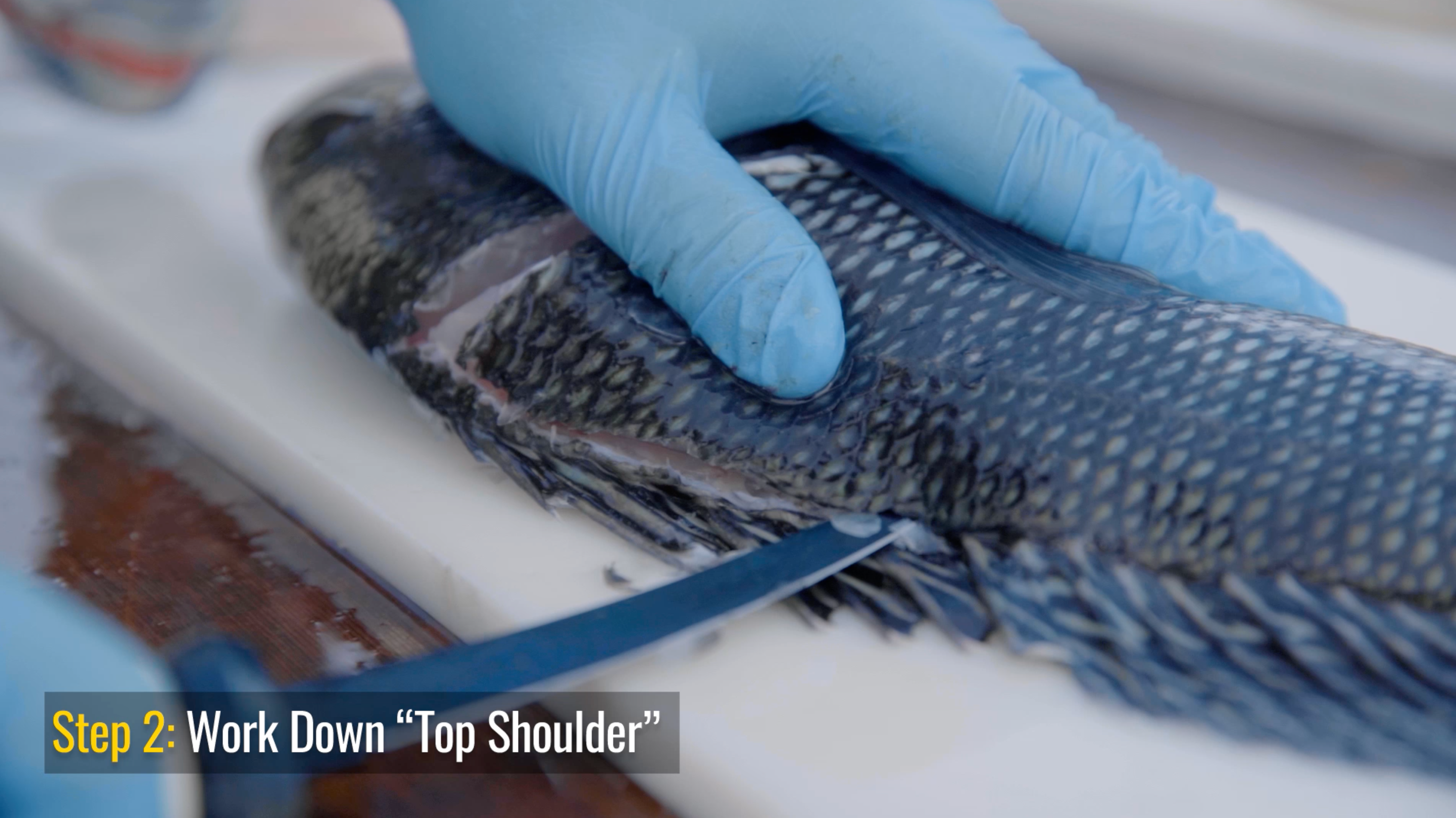 How To: Fillet a Black Sea Bass