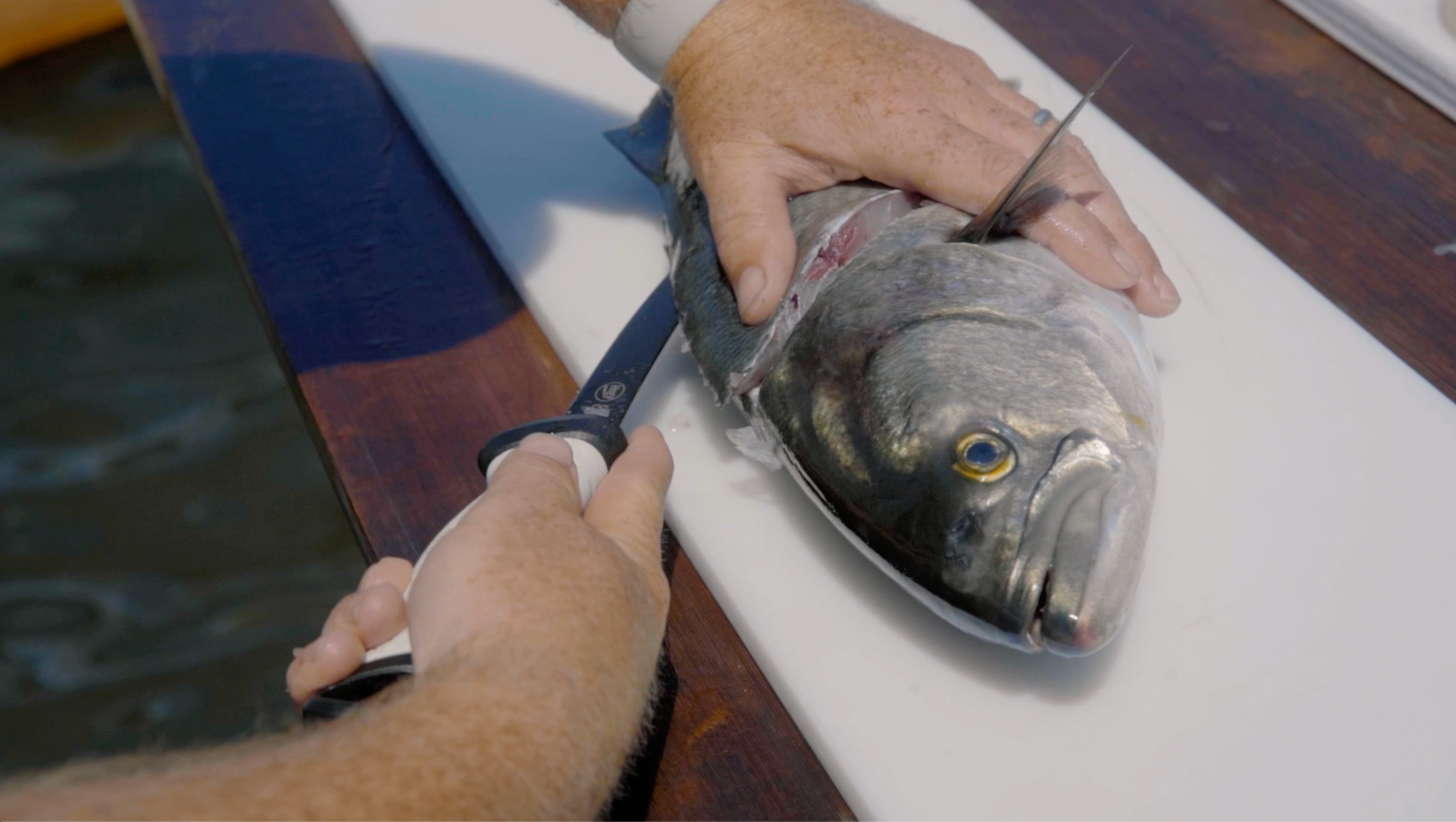 How To: Fillet a Bluefish
