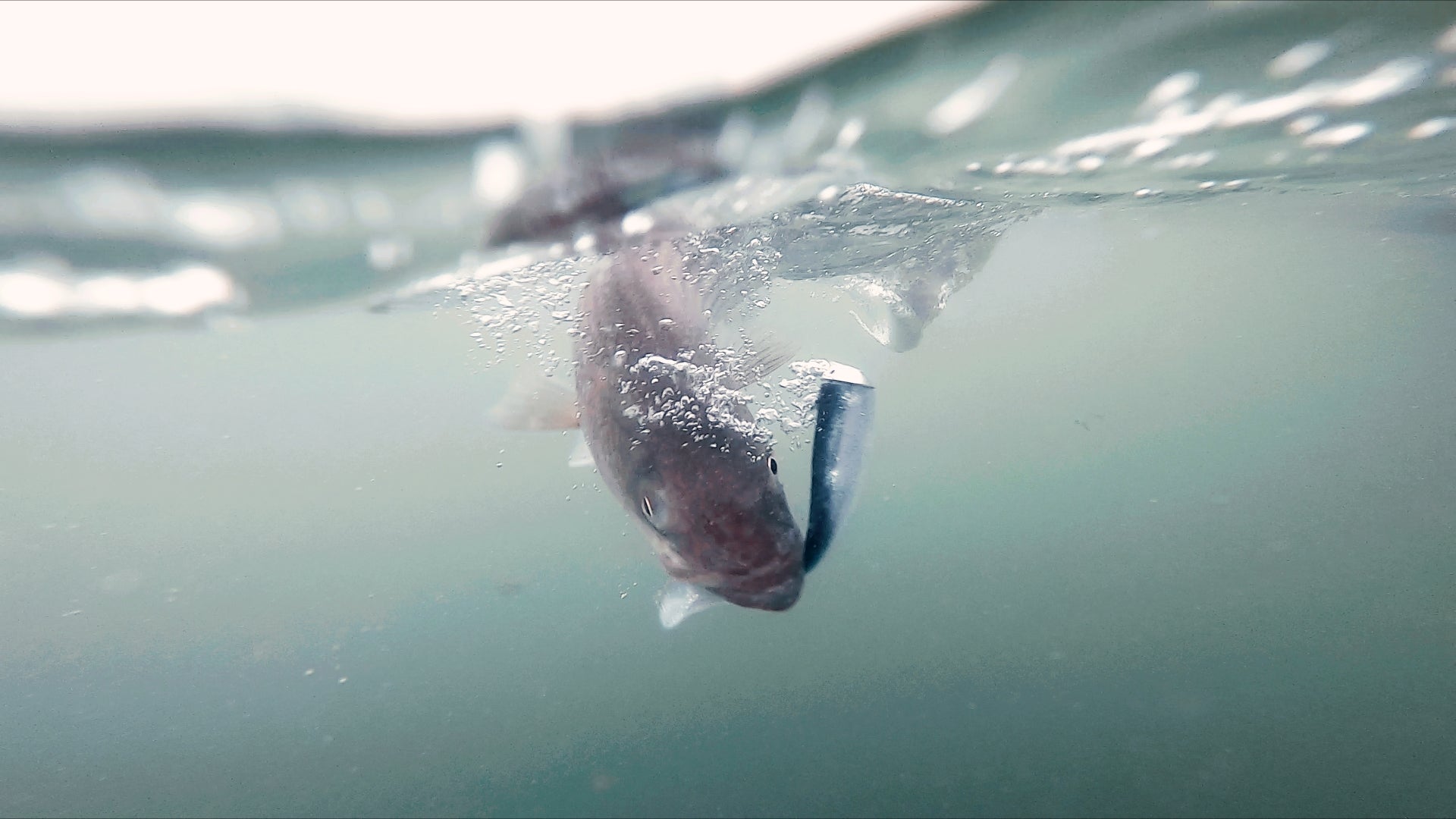 How To: Targeting Deep Stripers in Rips With Swimbaits
