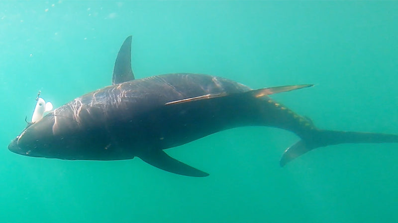 How To: Run N' Gun Tuna Fishing | Casting Protail Swimbaits