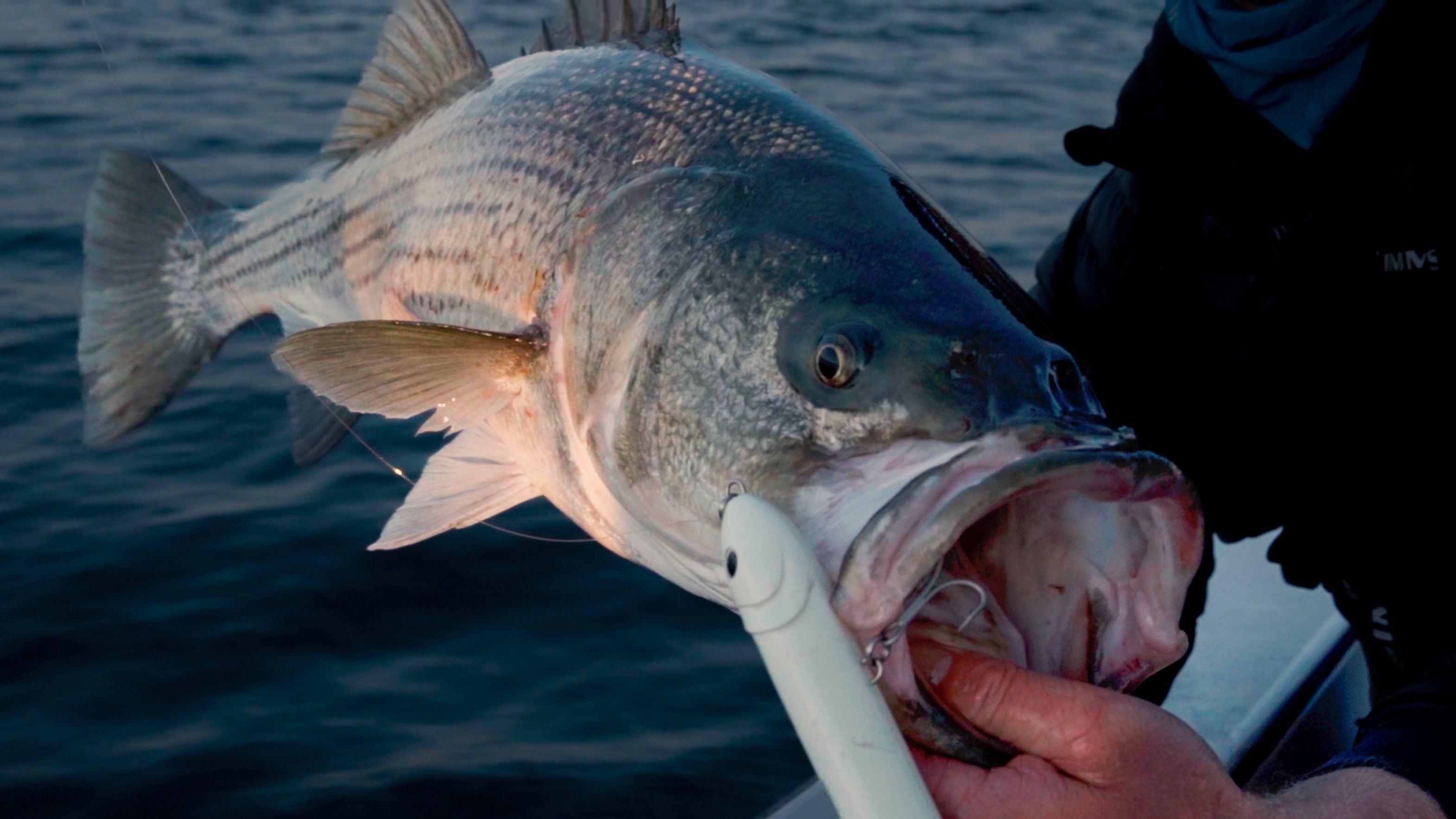 Healthy Catch & Release Topwater Striper