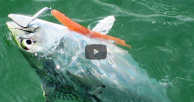 How To: Topwater Bonito and Albie fishing on Cape Cod