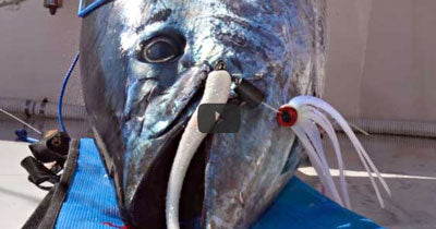 Video: Trolling for Bluefin with Bluemax Ballyhoo