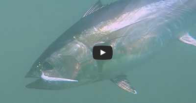 Fishing for Tuna with Hogy Pro Tail Paddle Swimbaits