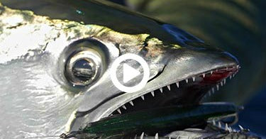 Video: Topwater Bonito