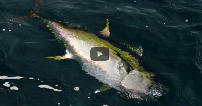 Video: Casting to Scattered Tuna