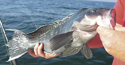 Video: Heavy Minnow Jigging for Sea Bass