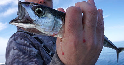 How To: Mackerel Fishing In Cape Cod Bay