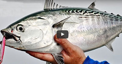 Video: Montauk Albies on The EPOXY JIG™ Lure