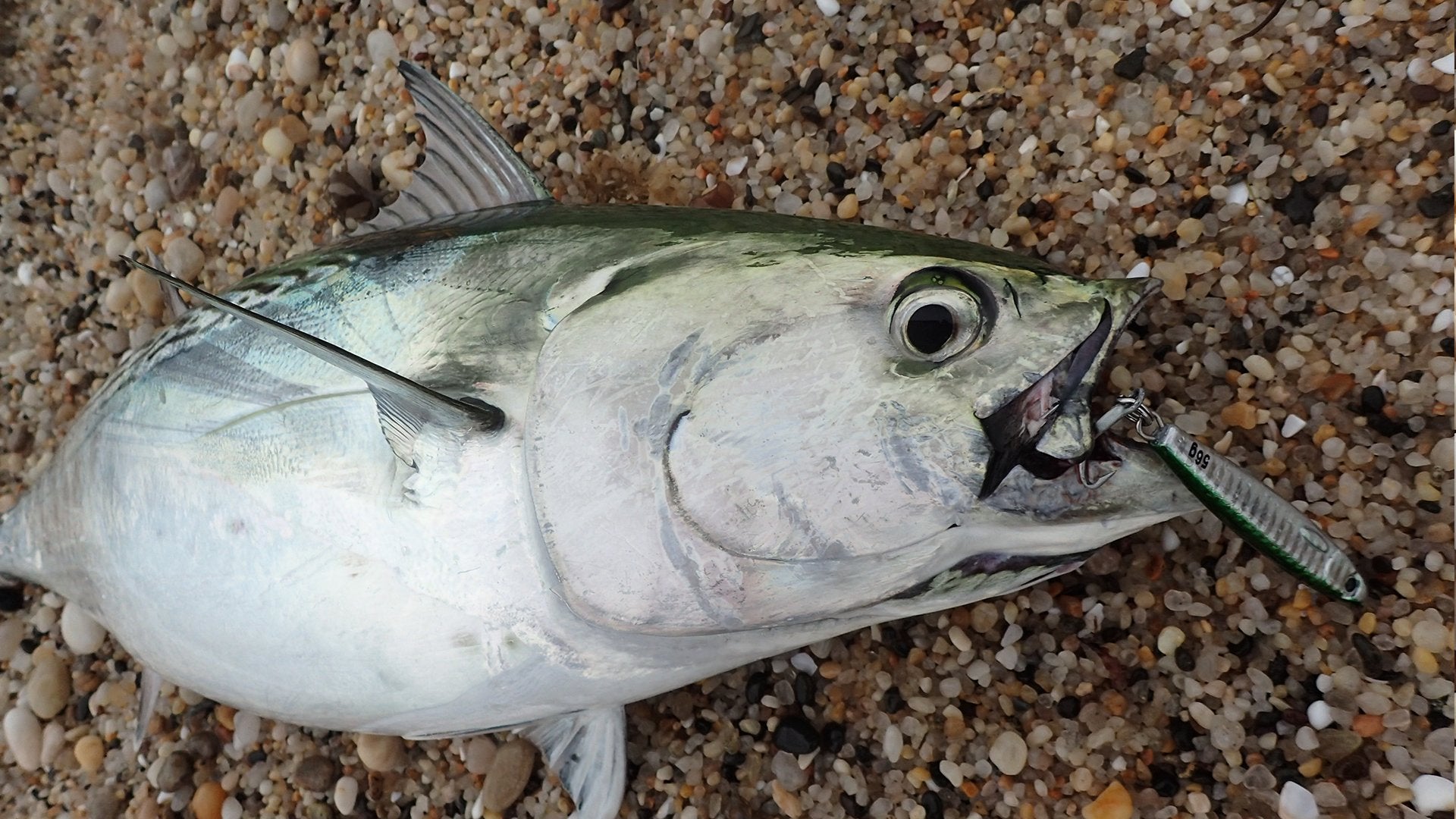 Video: Long Island Surf Albies