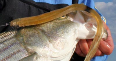 DIY Squidbert Eel