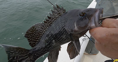 Video: Squinnow Sea Bass & Porgy