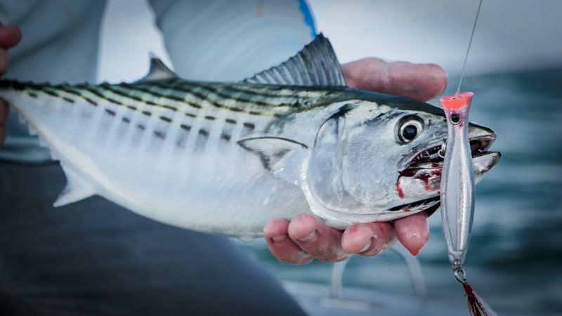 Bonito Topwater Hogy Chug Popper Lure