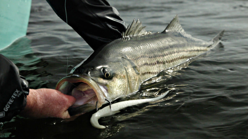 Striped Bass Softbait Lure