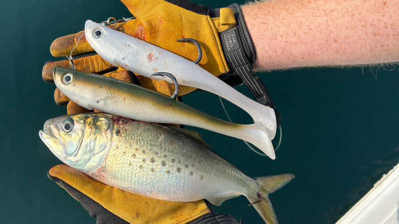 Hogy Tuna Harness Protail Paddle Swimbait Casting and Jigging Lure Giant Bluefin Tuna