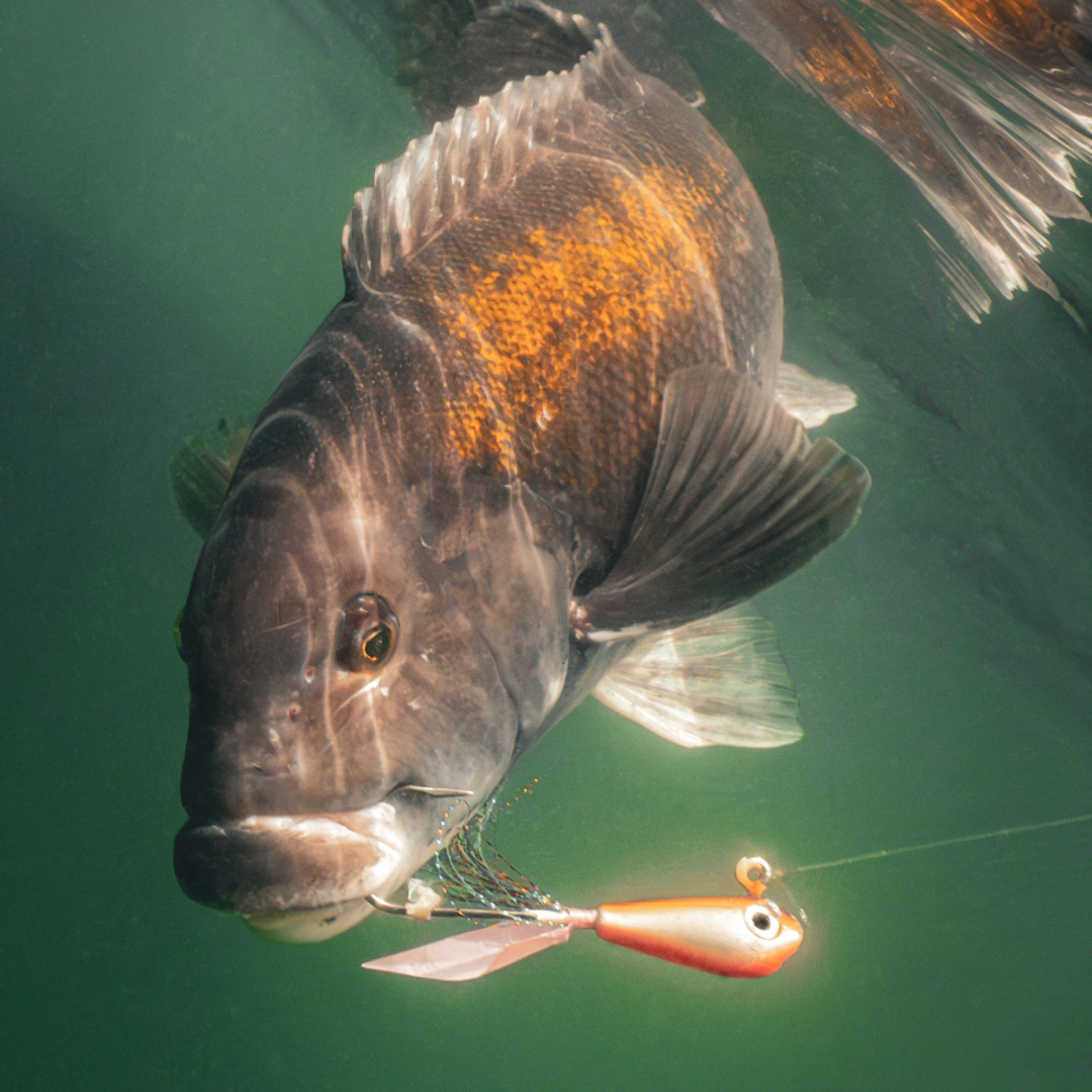 biki-jig tautog jig fishing lure